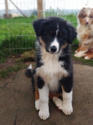 Les chiots de Berger Australien