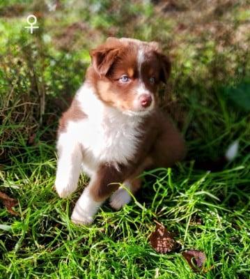Les chiots de Berger Australien