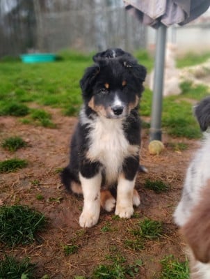 Les chiots de Berger Australien