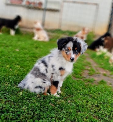 Les chiots de Berger Australien
