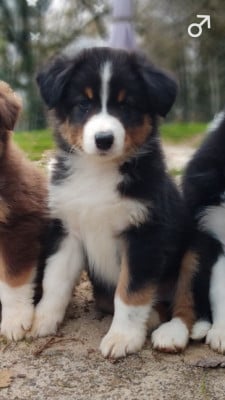 Les chiots de Berger Australien