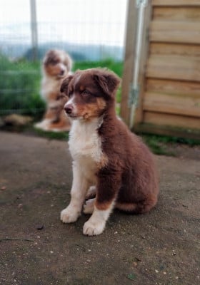 Les chiots de Berger Australien