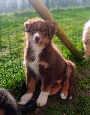 Les chiots de Berger Australien