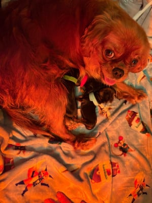 Les chiots de Cavalier King Charles Spaniel