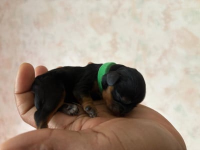Les chiots de Cavalier King Charles Spaniel