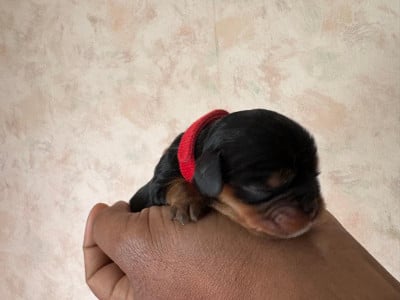 Les chiots de Cavalier King Charles Spaniel