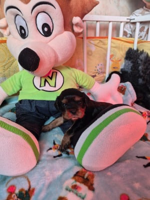 Les chiots de Cavalier King Charles Spaniel