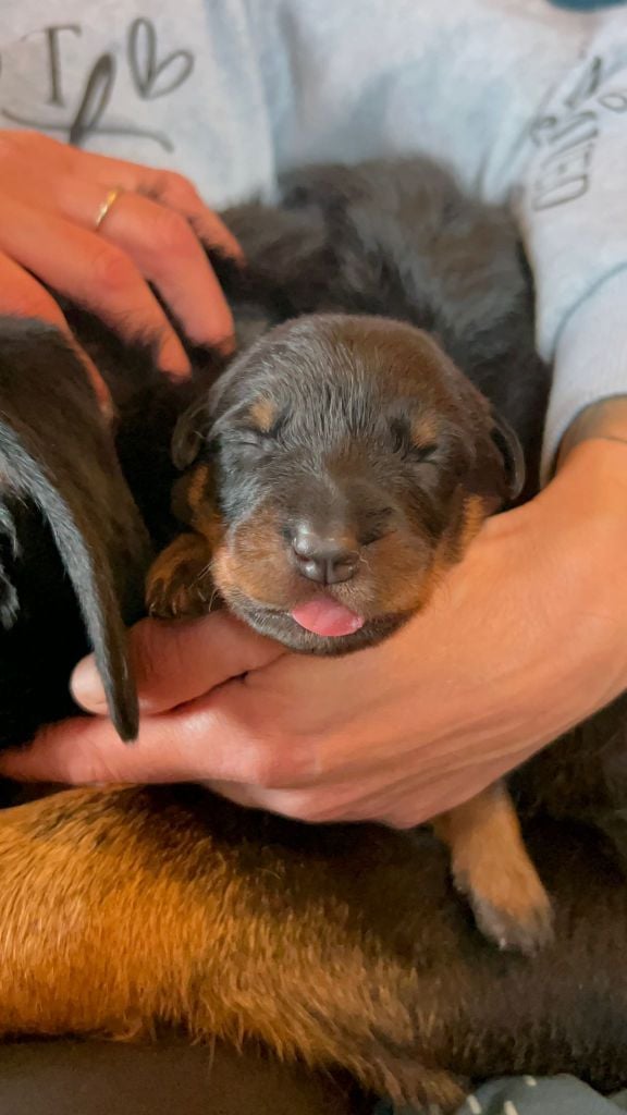 Collier vert - Berger de Beauce