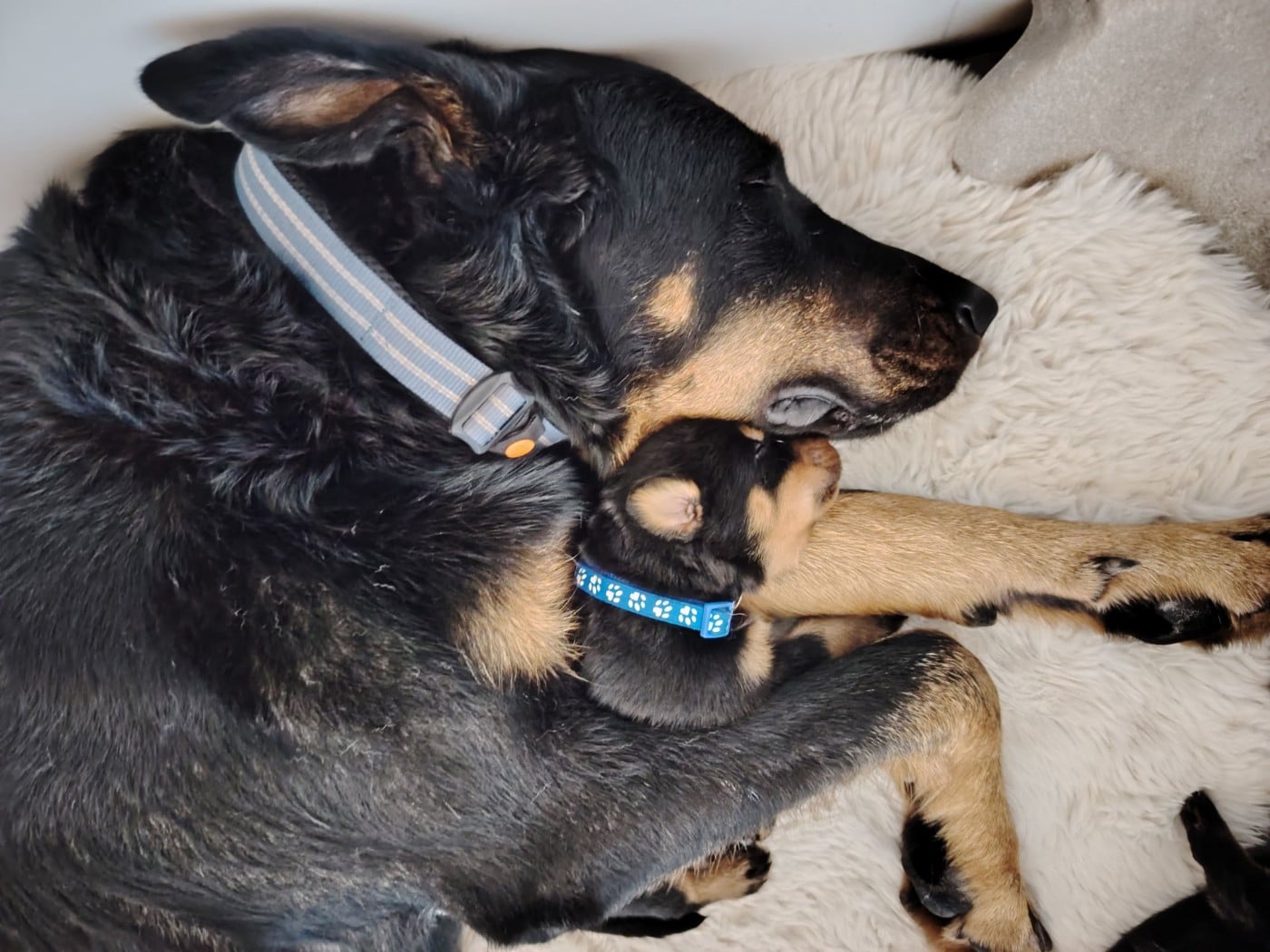 Berger de Beauce - Des Veilleurs D'Orion