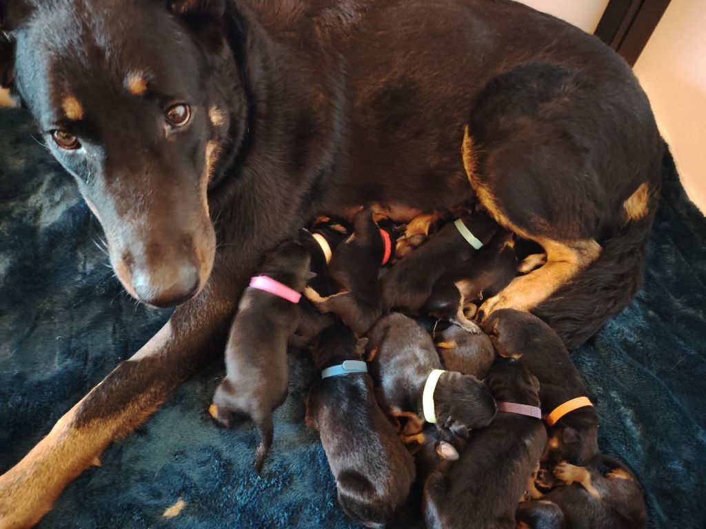 Berger de Beauce - Des Veilleurs D'Orion