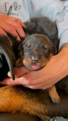 Les chiots de Berger de Beauce