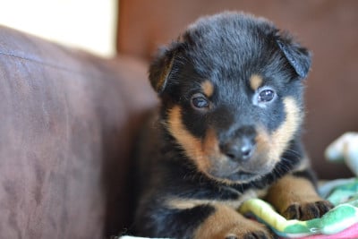 Les chiots de Berger de Beauce