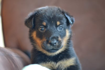 Les chiots de Berger de Beauce