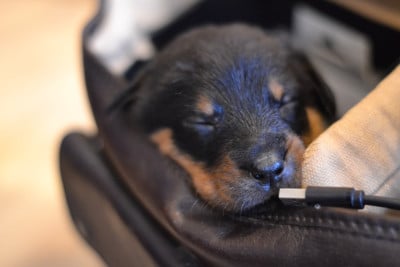 Les chiots de Berger de Beauce