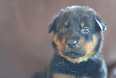 Les chiots de Berger de Beauce