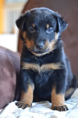 Les chiots de Berger de Beauce