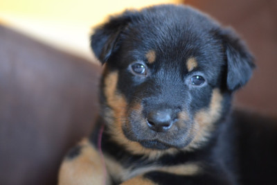 Les chiots de Berger de Beauce