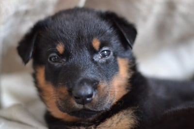 Les chiots de Berger de Beauce
