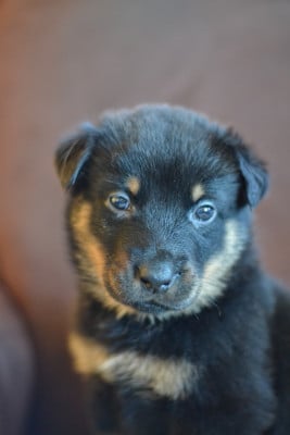 Les chiots de Berger de Beauce