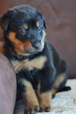 Les chiots de Berger de Beauce