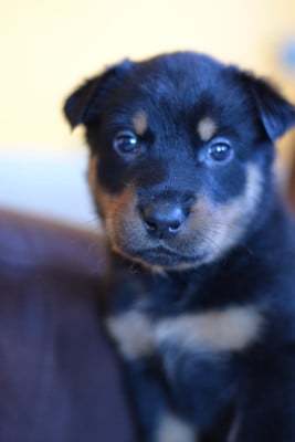 Les chiots de Berger de Beauce