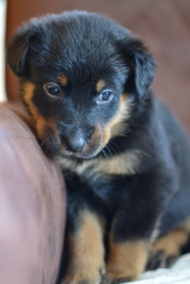 Les chiots de Berger de Beauce