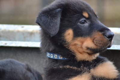 Les chiots de Berger de Beauce
