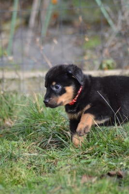 Les chiots de Berger de Beauce