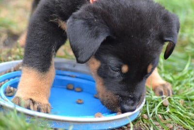 Les chiots de Berger de Beauce