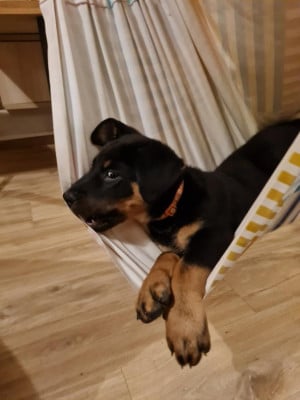 Les chiots de Berger de Beauce