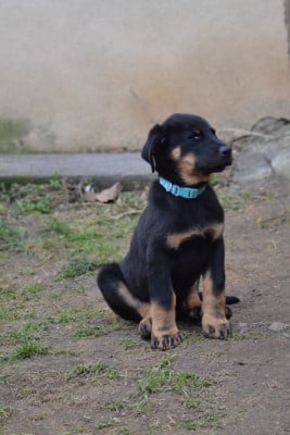 Les chiots de Berger de Beauce
