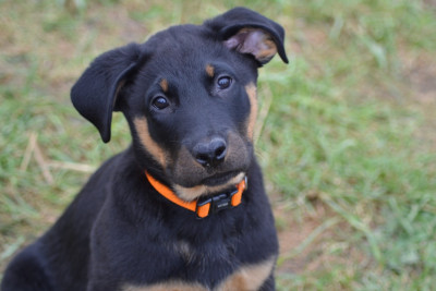 Les chiots de Berger de Beauce