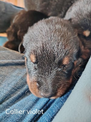 Les chiots de Berger de Beauce