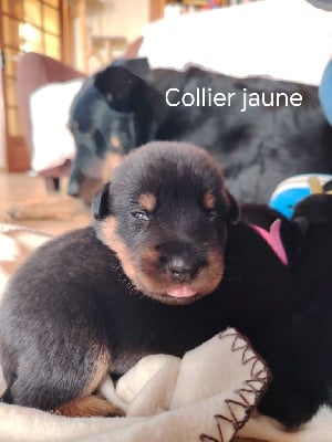 Les chiots de Berger de Beauce