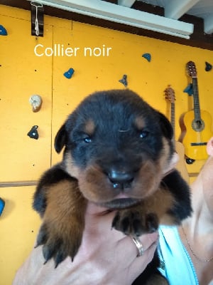 Les chiots de Berger de Beauce