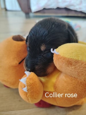 Les chiots de Berger de Beauce