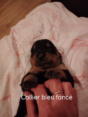 Les chiots de Berger de Beauce