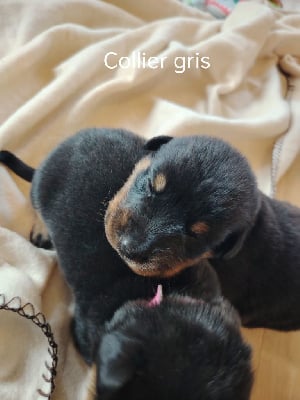 Les chiots de Berger de Beauce