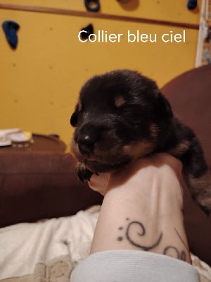 Les chiots de Berger de Beauce