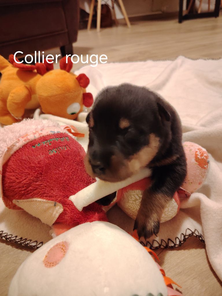 Collier rouge - Berger de Beauce