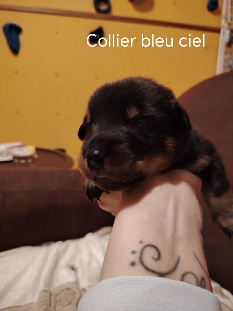 Collier bleu ciel - Berger de Beauce