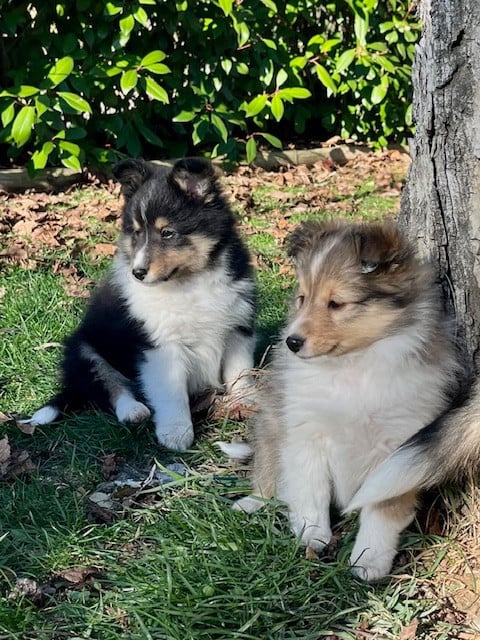 Shetland Sheepdog - JDB BECKYGABLE'S
