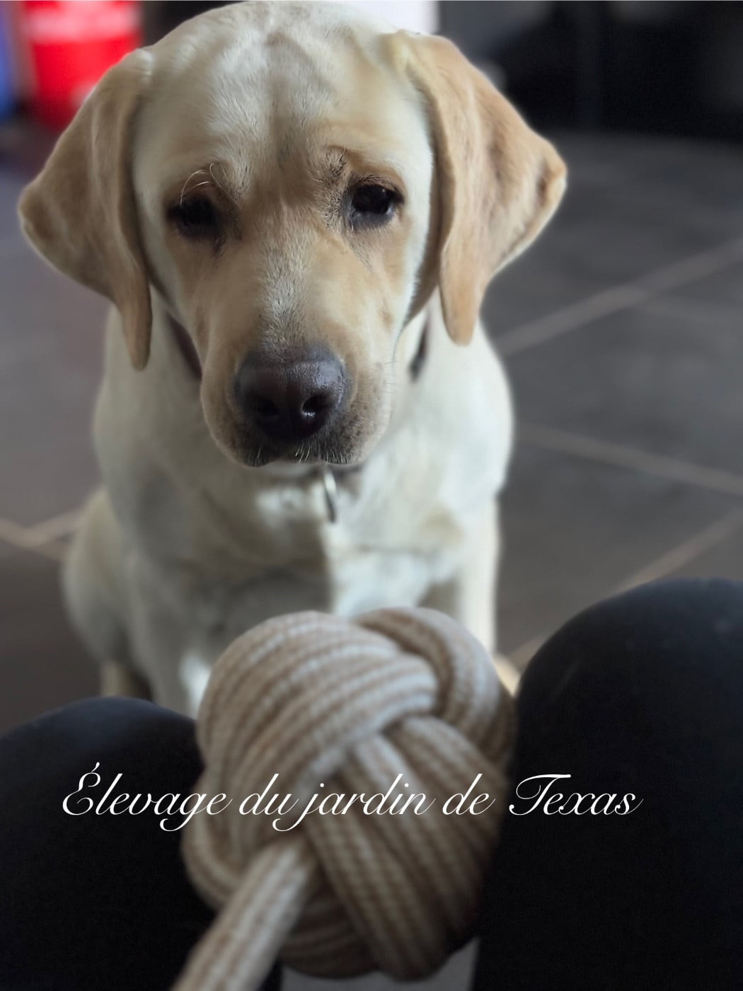 Publication : Du Jardin De Texas Auteur : FLORENCE GALLO
