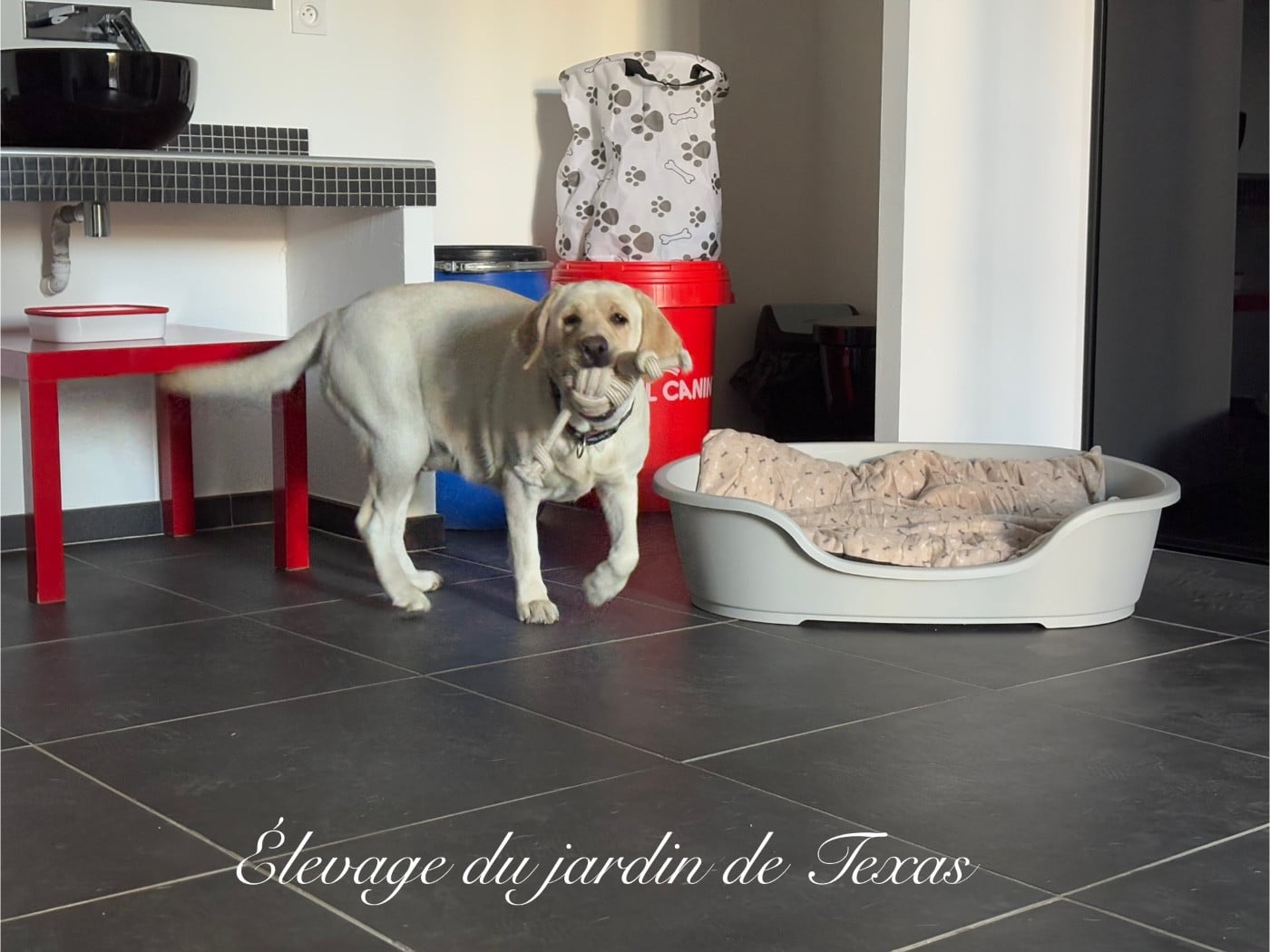 Publication : Du Jardin De Texas Auteur : FLORENCE GALLO