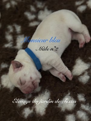 Les chiots de Labrador Retriever