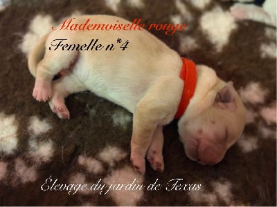 Les chiots de Labrador Retriever