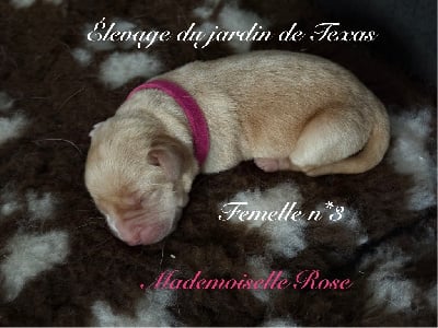 Les chiots de Labrador Retriever