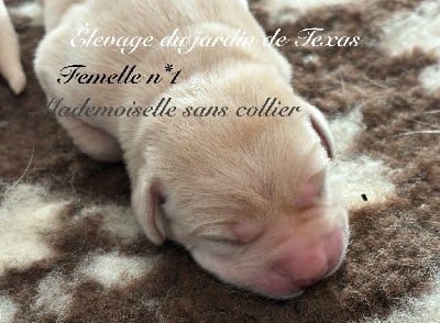 Les chiots de Labrador Retriever