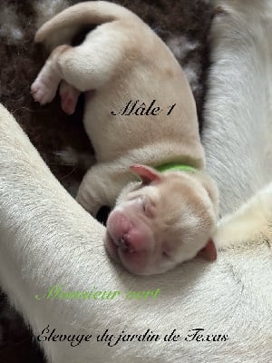 Les chiots de Labrador Retriever