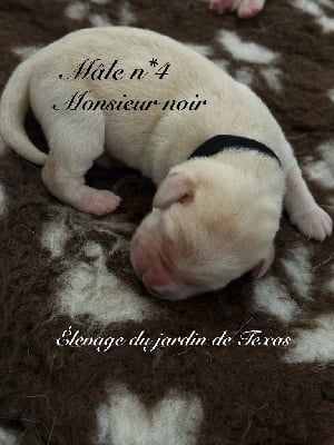 Les chiots de Labrador Retriever